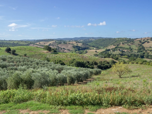 Casale azienda agricola in vendita a Scansano