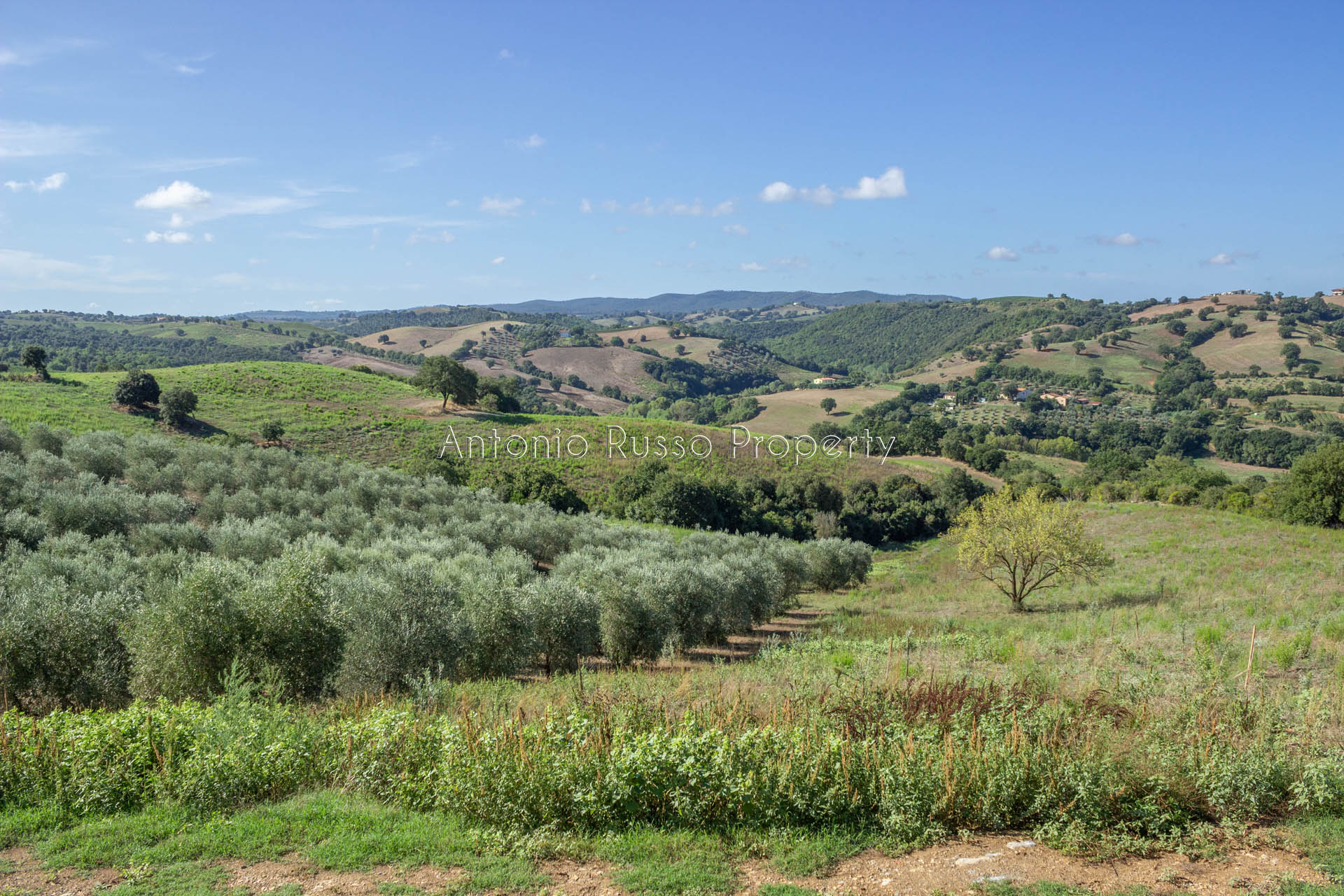 Casale azienda agricola in vendita a Scansano