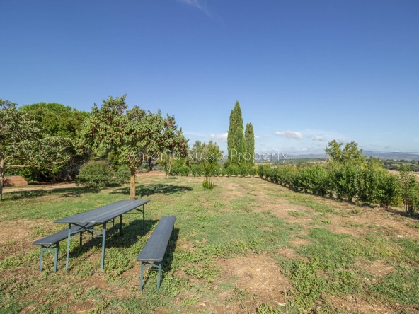 Casale azienda agricola in vendita a Scansano