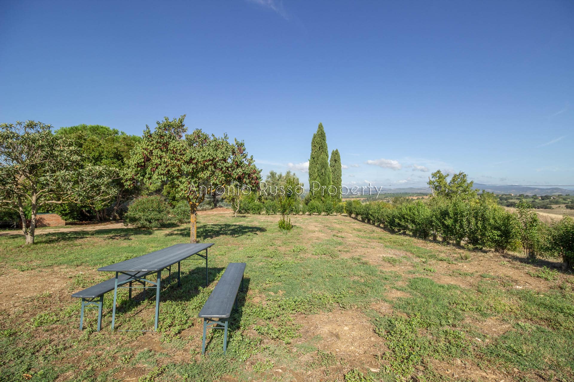 Casale azienda agricola in vendita a Scansano