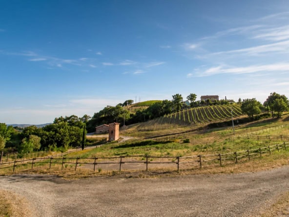 Agriturismo con winery e oliveto in vendita