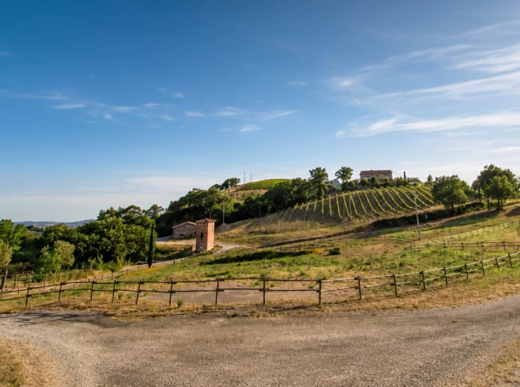 Agriturismo con winery e oliveto in vendita